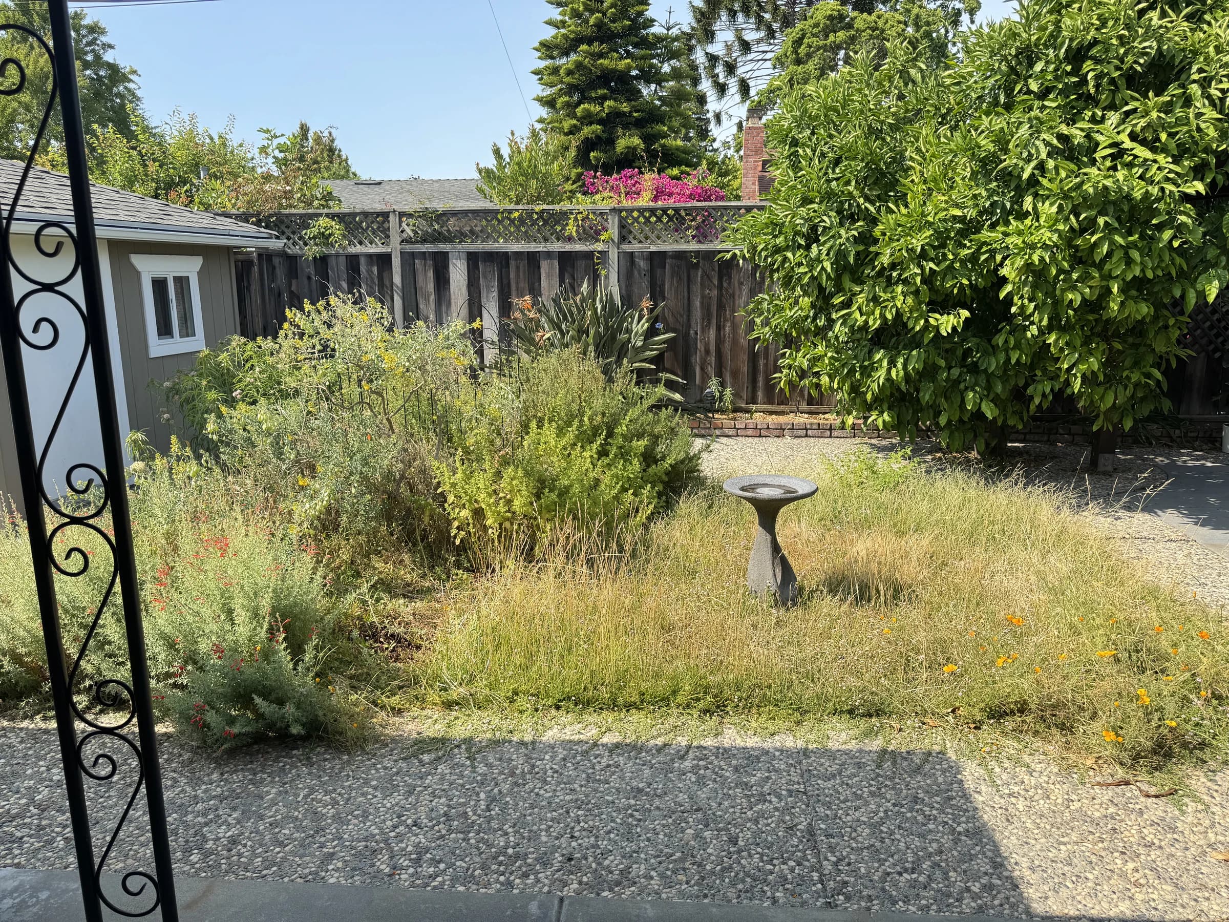 Existing backyard with an overgrown lawn, a birdbath, established shrubs, and a mature fruit tree