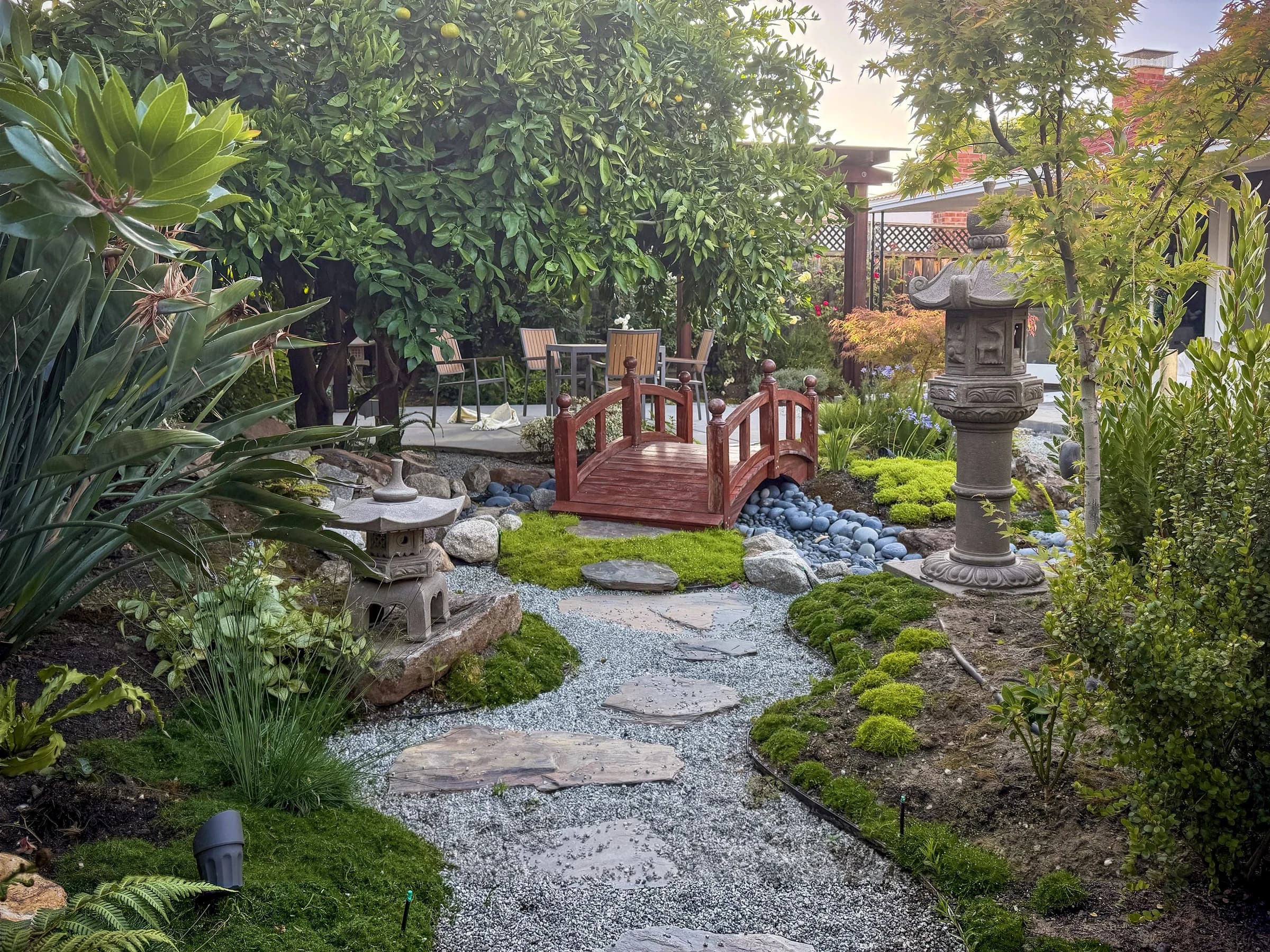 Completed garden: stepping stones lead between ferns and stone lanterns toward a red bridge beneath a mandarin tree